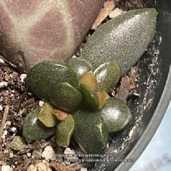 Location: Sacramento CA.
Date: 2022-06-20
Adromischus diabolicus 101 days from leaf propagation. Will come 