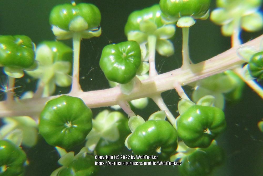 Photo of Pokeweed (Phytolacca americana) uploaded by WebTucker