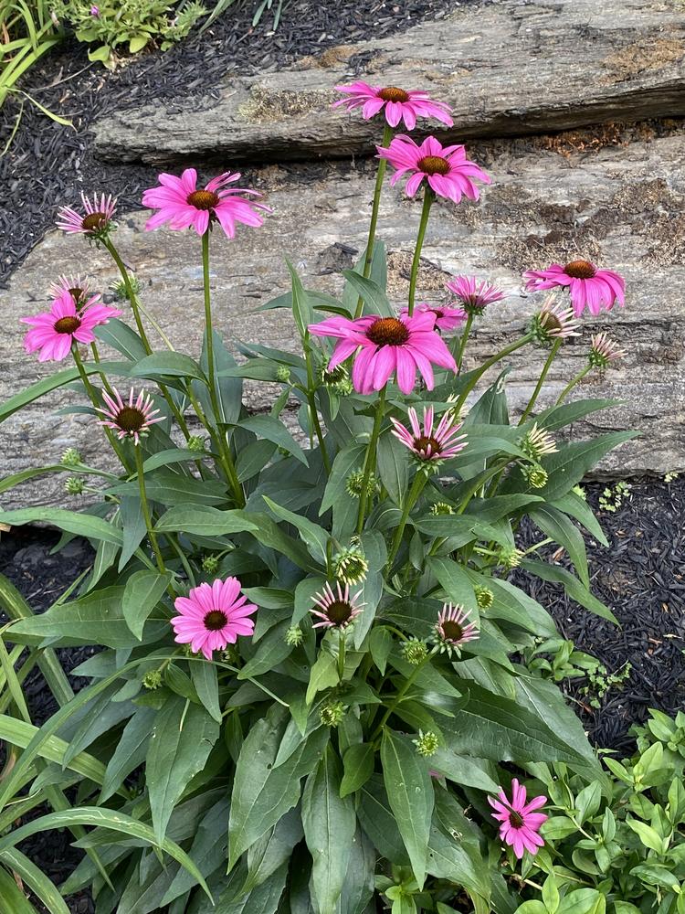 Photo of Coneflower (Echinacea Butterfly™ Purple Emperor) uploaded by csandt