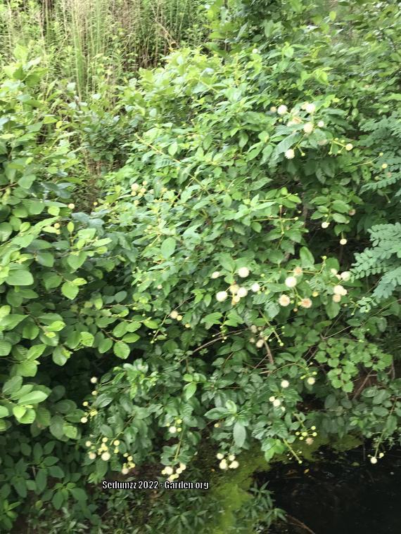 Photo of Buttonbush (Cephalanthus occidentalis) uploaded by sedumzz