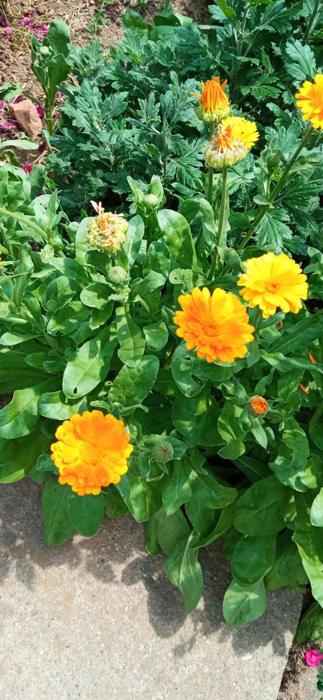 Photo of Pot Marigold (Calendula officinalis) uploaded by Aamie