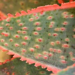 Location: Baja California
Date: 2022-06-22
Tubercles and dimples on leaf surface