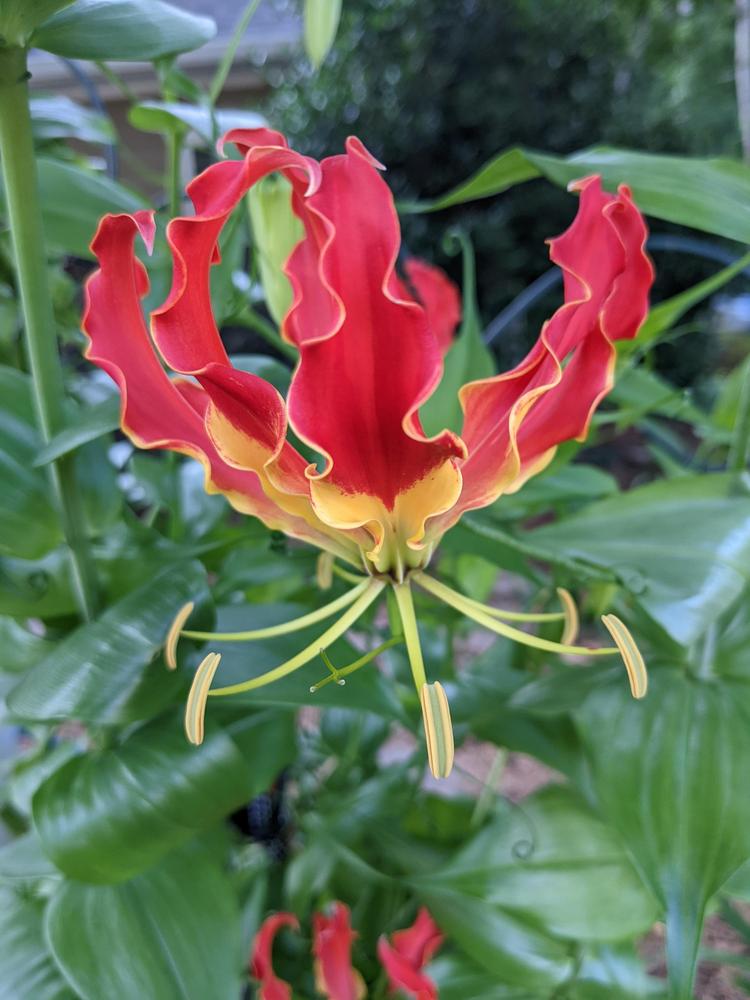 Photo of Gloriosa Lily (Gloriosa superba 'Rothschildiana') uploaded by DixieSwede