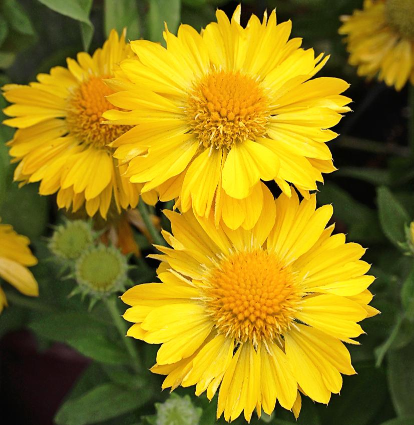 Photo of Blanket Flower (Gaillardia Mesa™ Yellow) uploaded by Joy