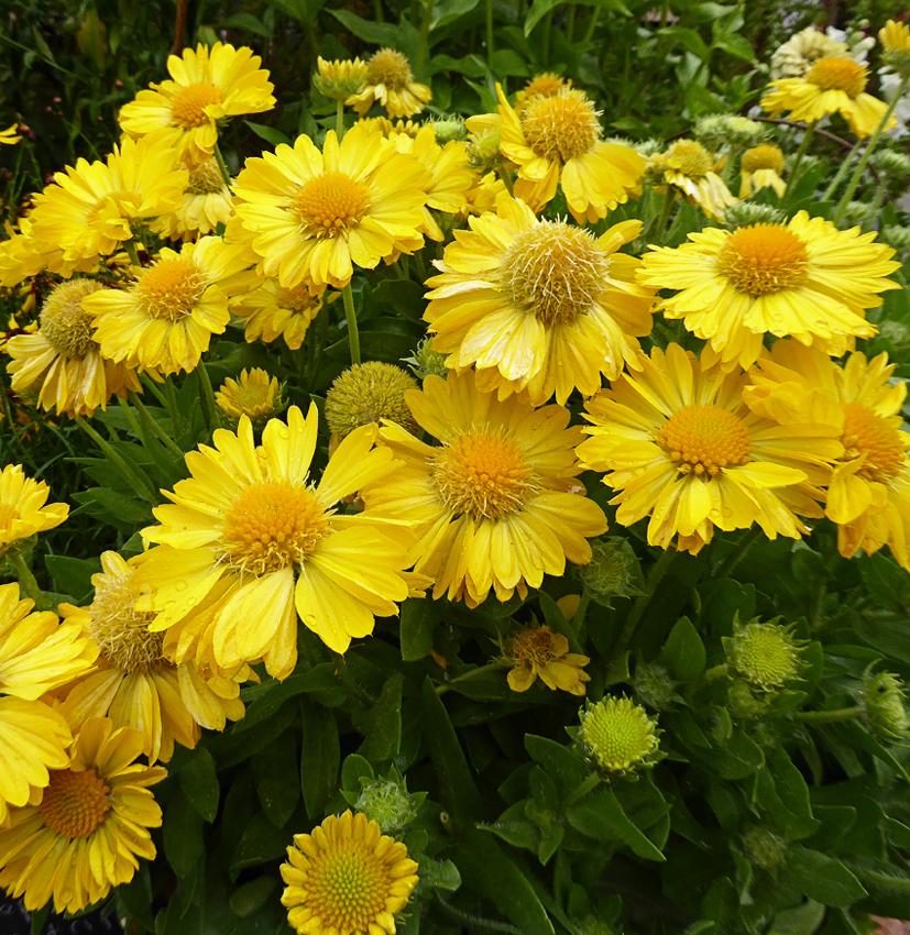 Photo of Blanket Flower (Gaillardia Mesa™ Yellow) uploaded by Joy