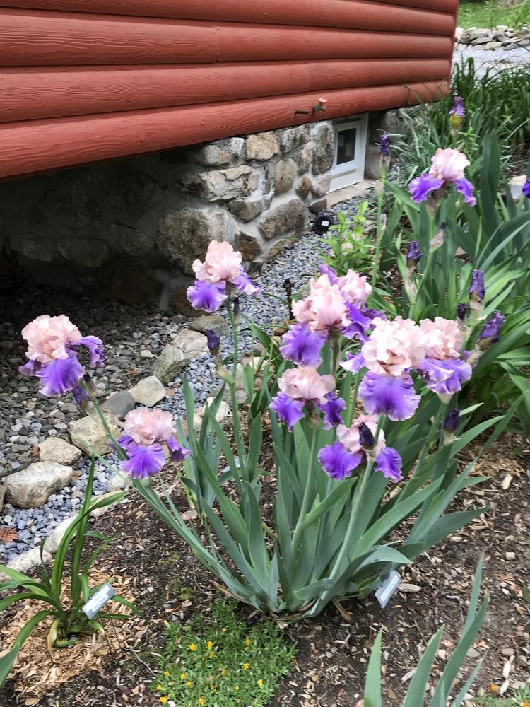 Photo of Tall Bearded Iris (Iris 'Florentine Silk') uploaded by Jpari