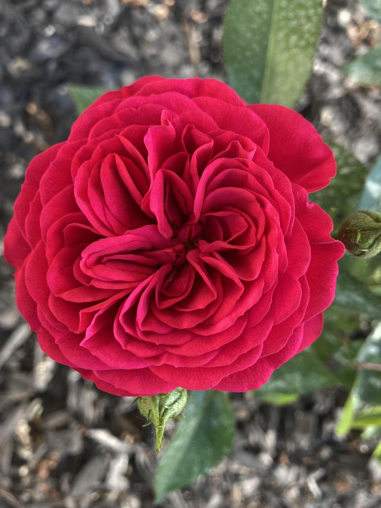 Photo of Rose (Rosa 'Braveheart') uploaded by tomwaits
