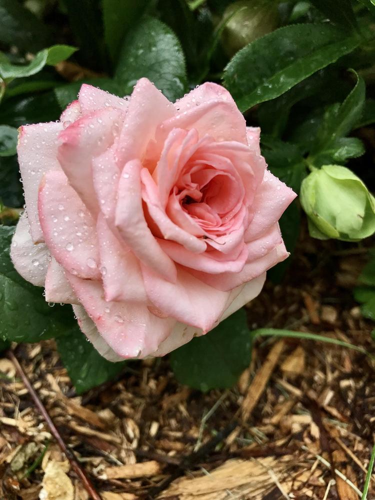 Photo of Rose (Rosa 'Savannah') uploaded by BeautifulRoots