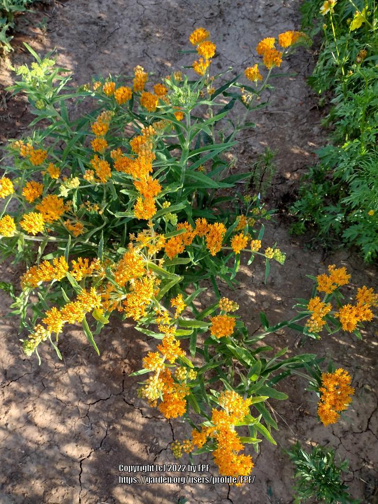 Photo of Butterfly Milkweed (Asclepias tuberosa) uploaded by FPF