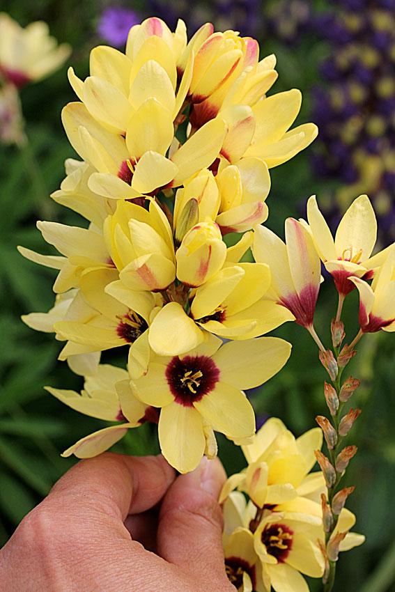 Photo of Wand Flower (Ixia 'Buttercup') uploaded by Joy