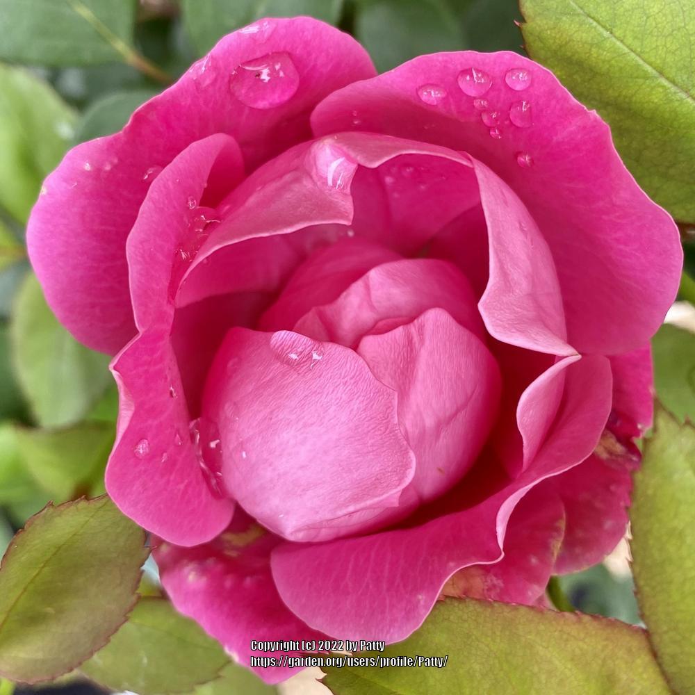 Photo of Rose (Rosa 'Pink Double Knock Out') uploaded by Patty