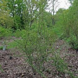 Location: Belmonte Arboretum (Wageningen, The Netherlands)
Date: 2022-05-01
Label: Rosa sericea subsp. omeiensis forma pteracantha