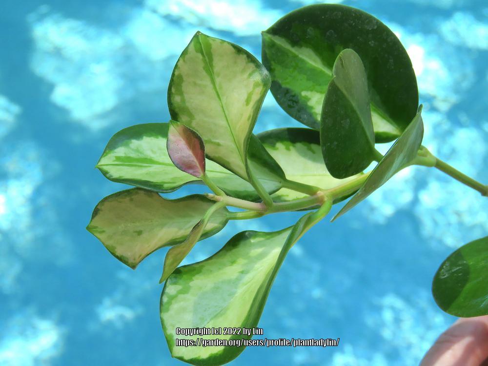 Photo of Wax Plant (Hoya australis 'Lisa') uploaded by plantladylin