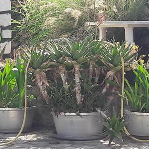 Mature plants