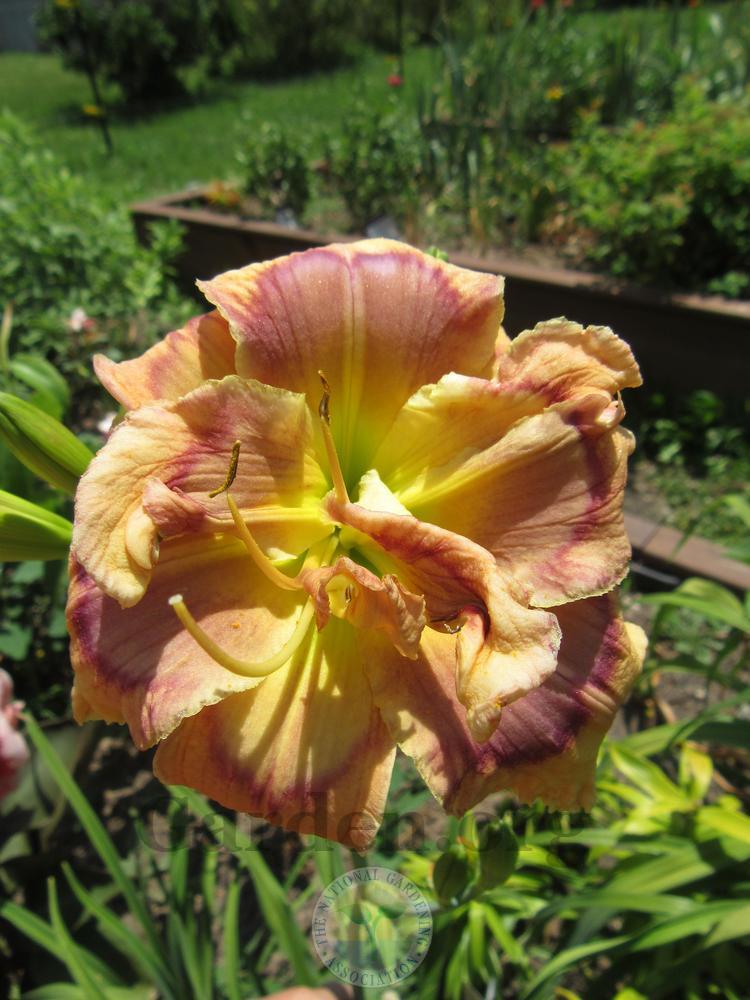 Photo of Daylily (Hemerocallis 'Warrior's Quest') uploaded by Frillylily