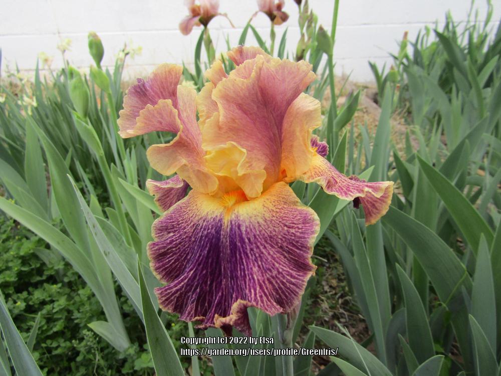 Photo of Border Bearded Iris (Iris 'Glo-Ray Hallelujah') uploaded by GreenIris