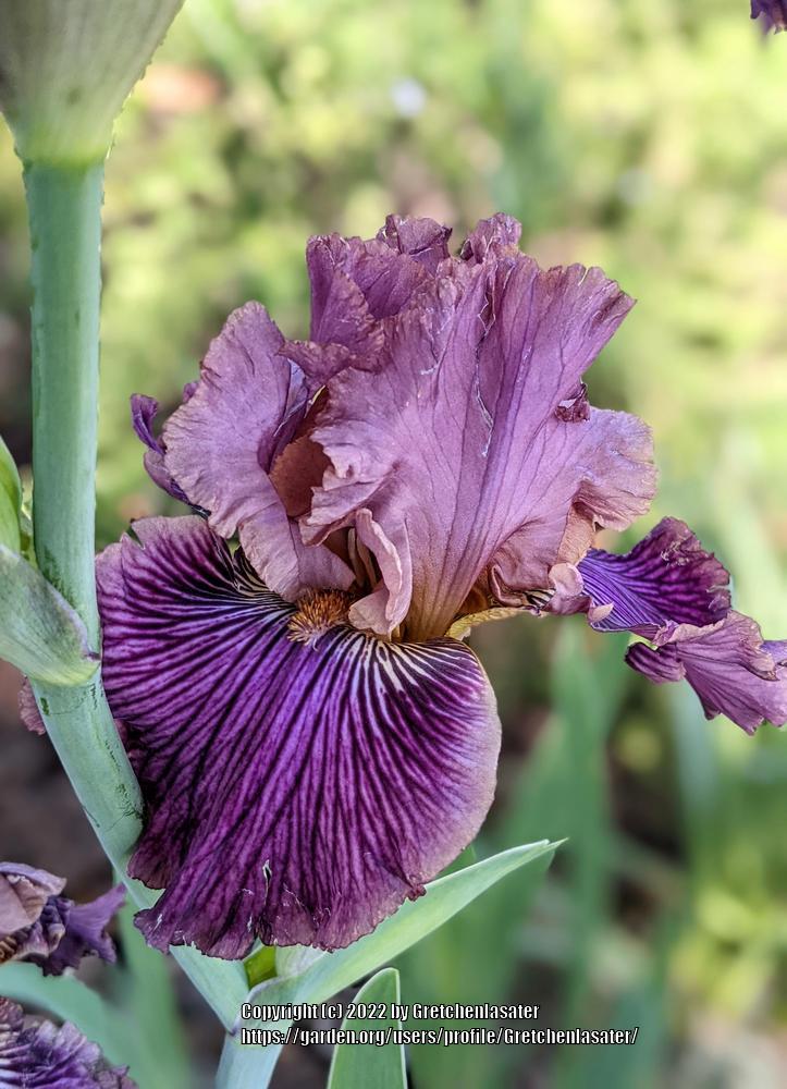Photo of Tall Bearded Iris (Iris 'Dragon King') uploaded by Gretchenlasater