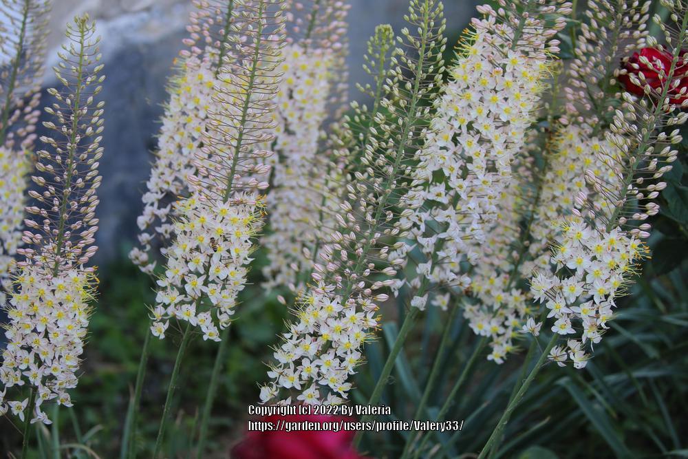 Photo of Foxtail Lily (Eremurus) uploaded by Valery33