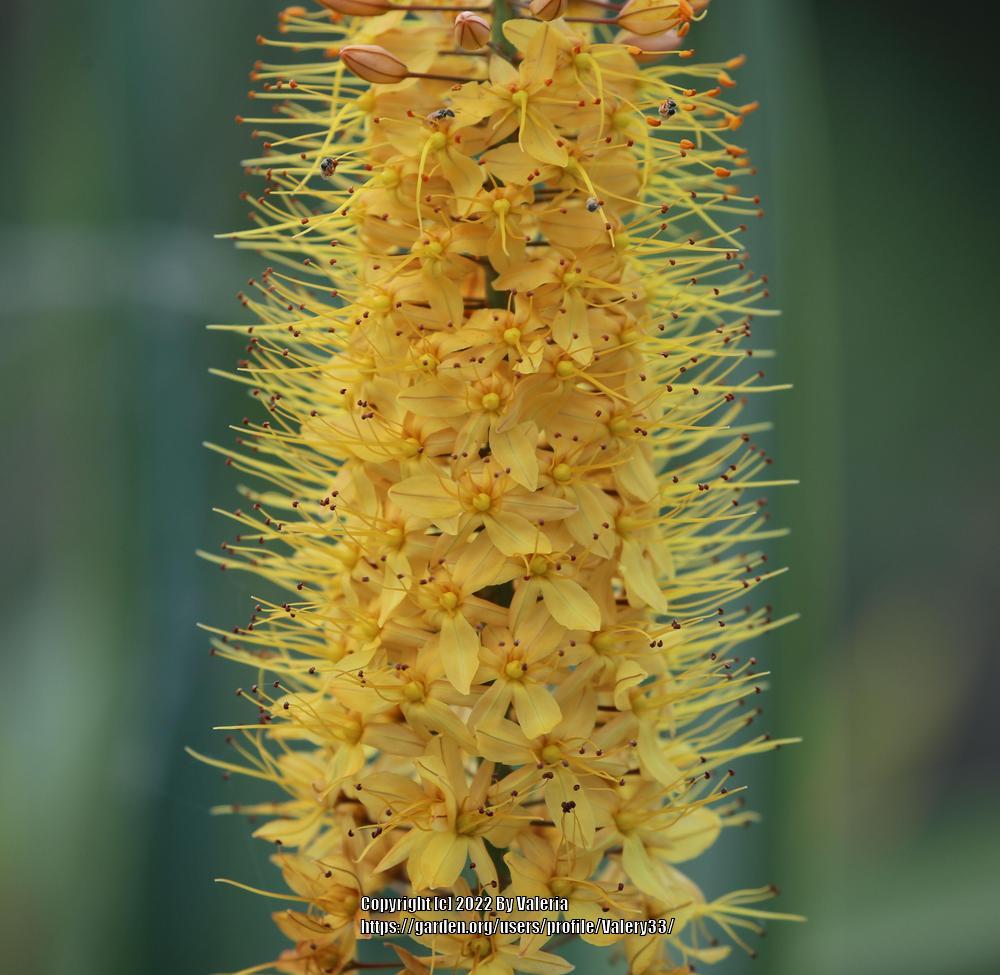 Photo of Foxtail Lily (Eremurus) uploaded by Valery33
