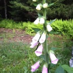 Location: Eagle Bay, New York
Date: 2022-06-24
Foxglove (Digitalis purpurea) showing stalk and blooms / buds