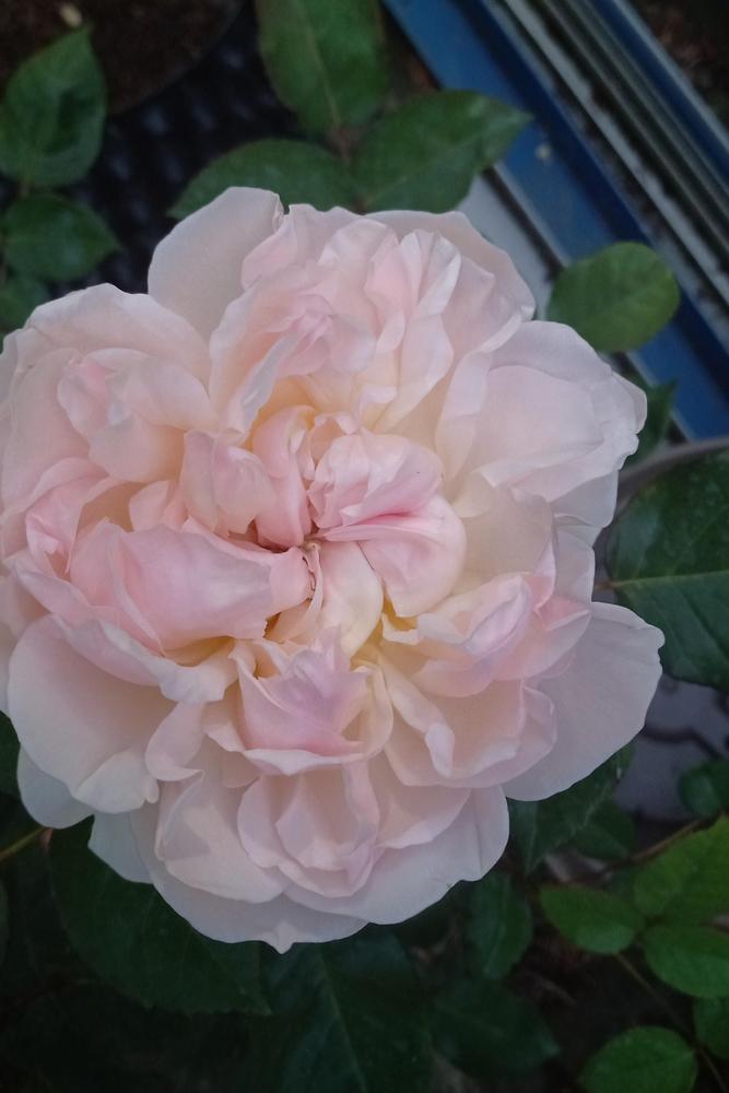 Photo of English Shrub Rose (Rosa 'Evelyn') uploaded by PaleoTemp