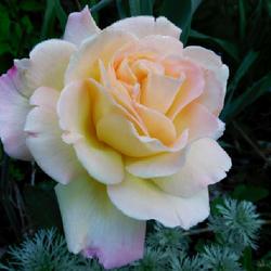 Location: Eagle Bay, New York
Date: 2022-06-25
Rose (Rosa 'Peace') aka 'Madame A. Meilland'