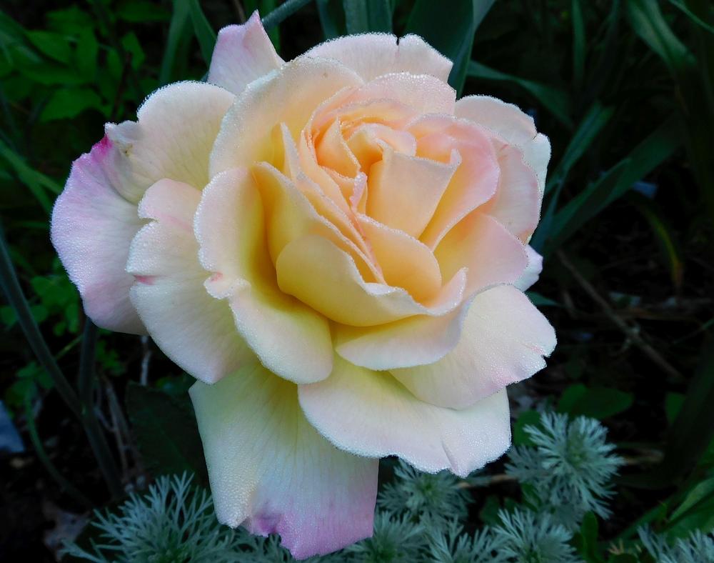 Photo of Hybrid Tea Rose (Rosa 'Peace') uploaded by adknative