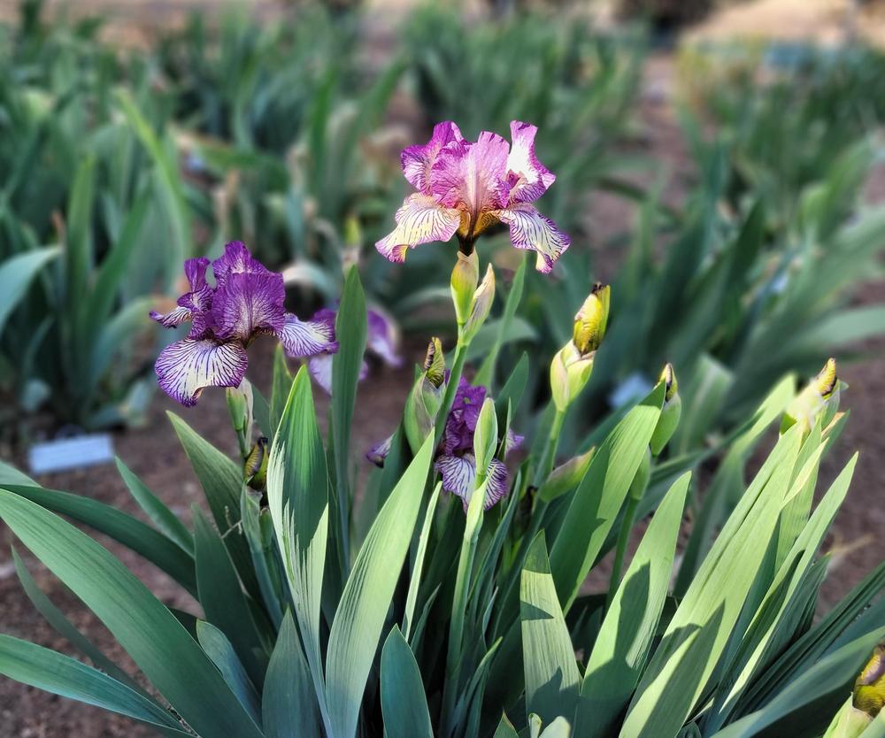 Photo of Intermediate Bearded Iris (Iris 'Gnu Rayz') uploaded by Bitoftrouble