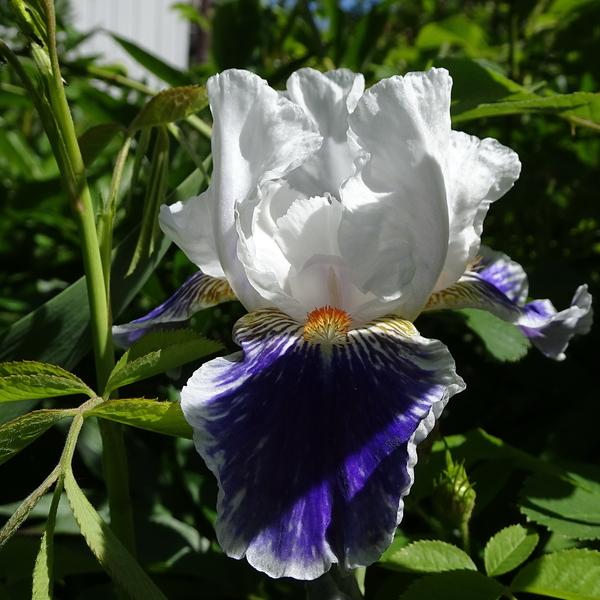 Photo of Intermediate Bearded Iris (Iris 'American Patriot') uploaded by Orsola