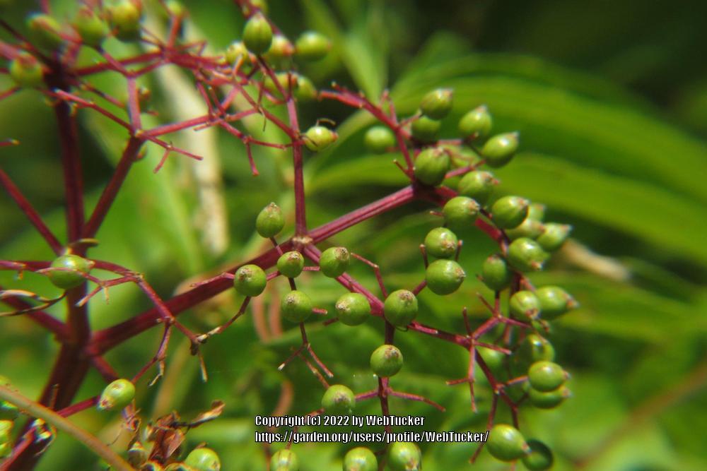 Photo of American Elderberry (Sambucus canadensis) uploaded by WebTucker