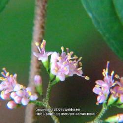Location: Southern Pines, NC (Boyd House garden)
Date: June 16, 2022
Japanese Beautyberry #67 nn; LHB page 844, 175-9-4, "Greek for be