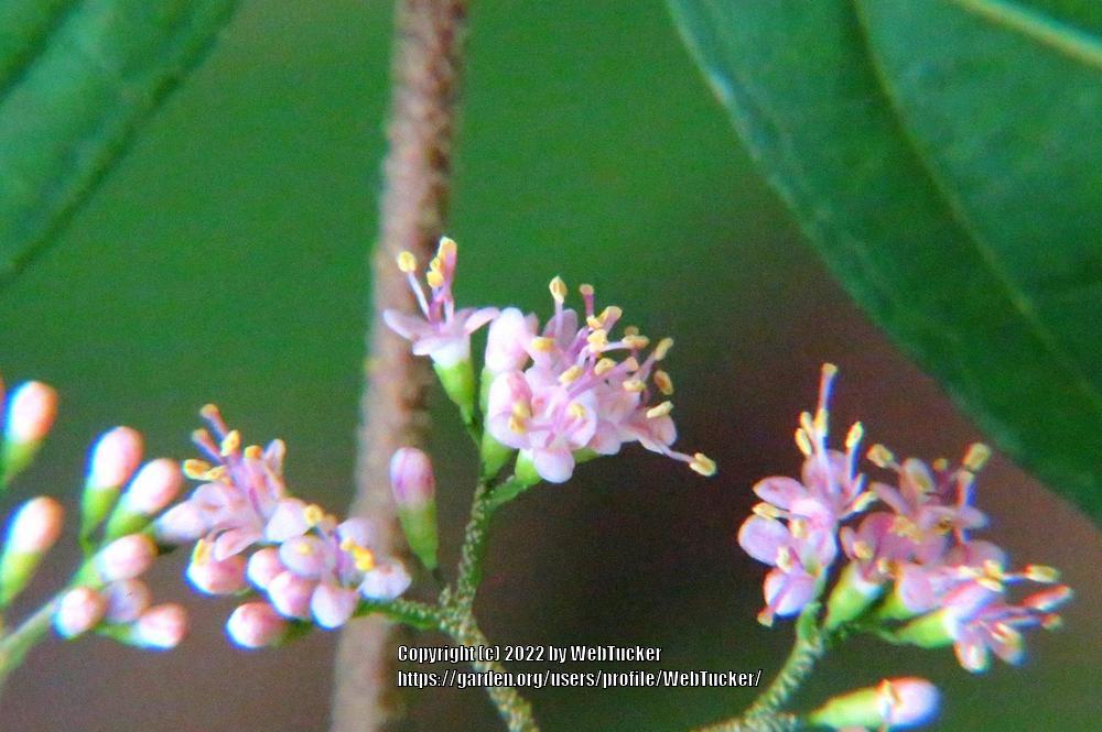 Photo of Japanese Beautyberry (Callicarpa japonica) uploaded by WebTucker