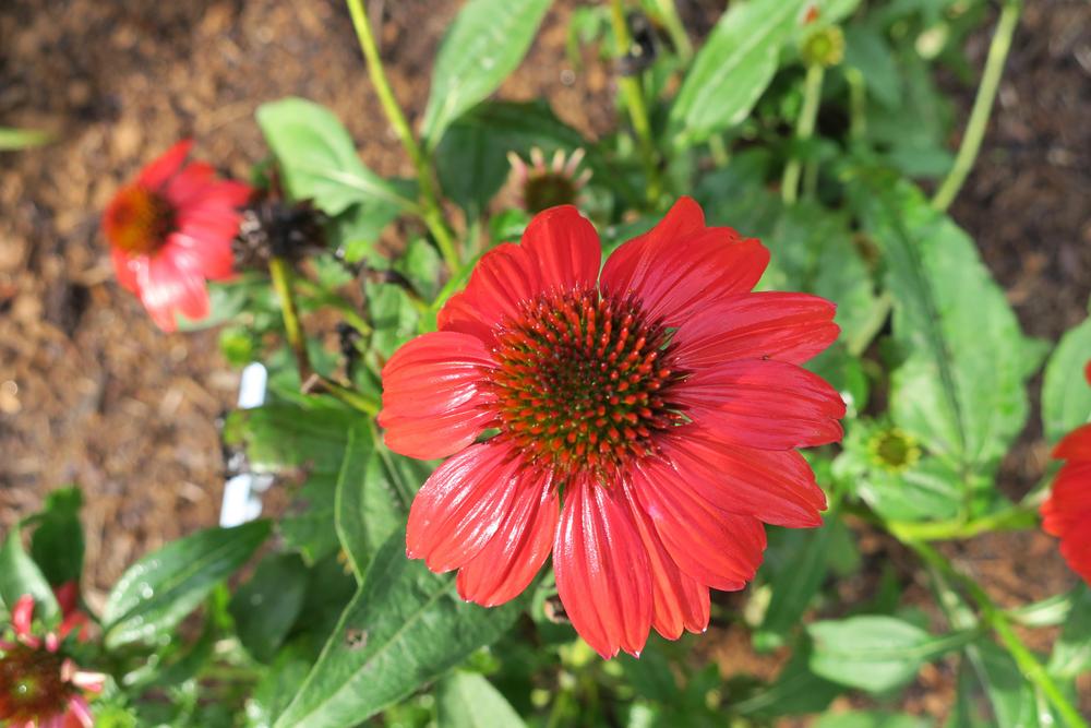 Photo of Coneflower (Echinacea Sombrero® Salsa Red) uploaded by 2Dogsmother