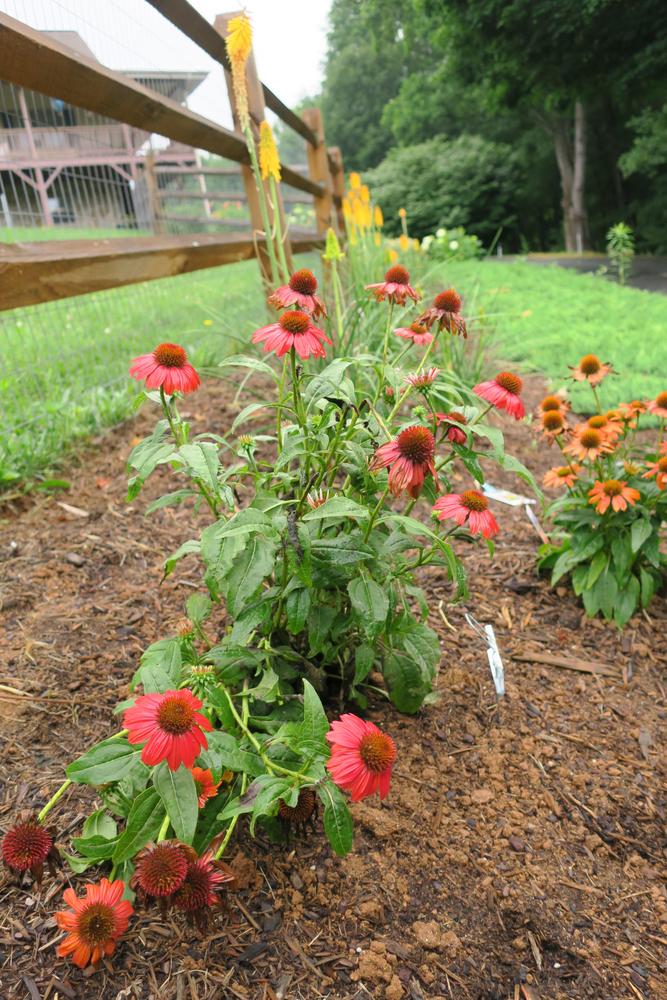 Photo of Coneflower (Echinacea Sombrero® Salsa Red) uploaded by 2Dogsmother
