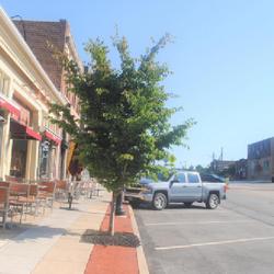 Location: Wayne, Pennsylvania
Date: 2022-06-26
young tree in sidewalk well