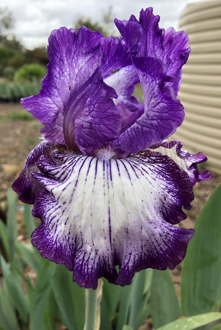 Photo of Tall Bearded Iris (Iris 'Double Shot') uploaded by LizzyLegs
