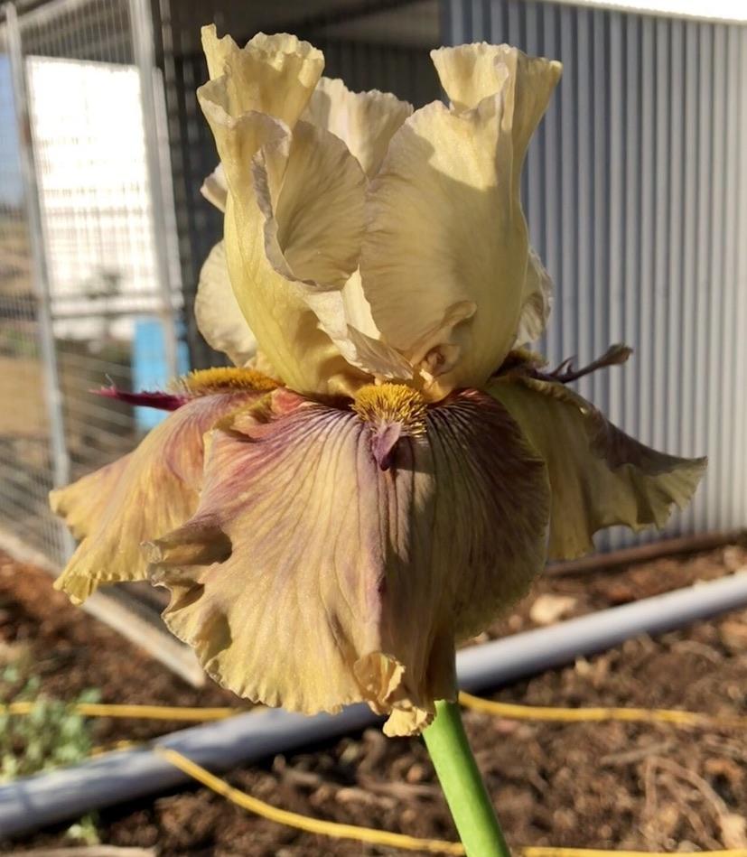 Photo of Tall Bearded Iris (Iris 'Thornbird') uploaded by LizzyLegs