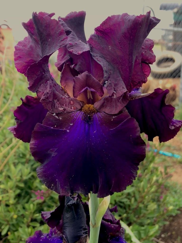 Photo of Tall Bearded Iris (Iris 'Grape Expectations') uploaded by LizzyLegs
