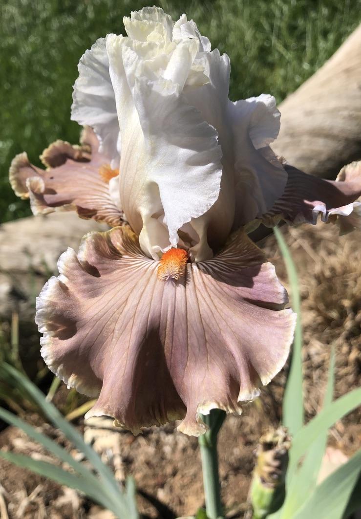 Photo of Tall Bearded Iris (Iris 'Coffee Whispers') uploaded by LizzyLegs