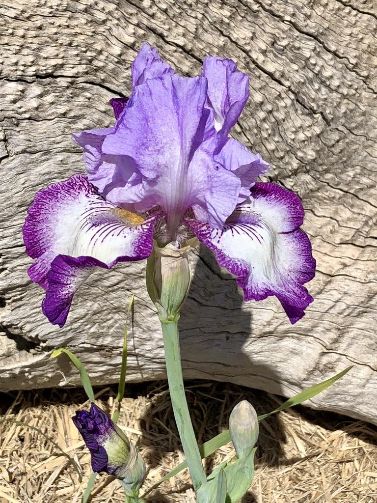 Photo of Tall Bearded Iris (Iris 'Eagle's Flight') uploaded by LizzyLegs