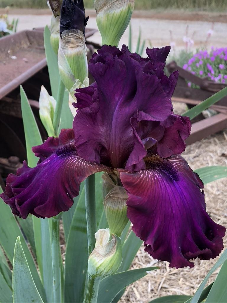 Photo of Tall Bearded Iris (Iris 'Palace Symphony') uploaded by LizzyLegs