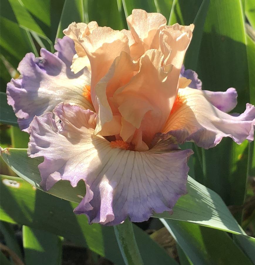 Photo of Tall Bearded Iris (Iris 'Parisian Dawn') uploaded by LizzyLegs
