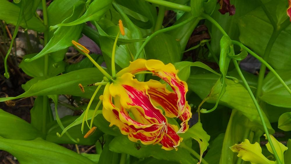 Photo of Gloriosa Lily (Gloriosa superba 'Rothschildiana') uploaded by LoriMT