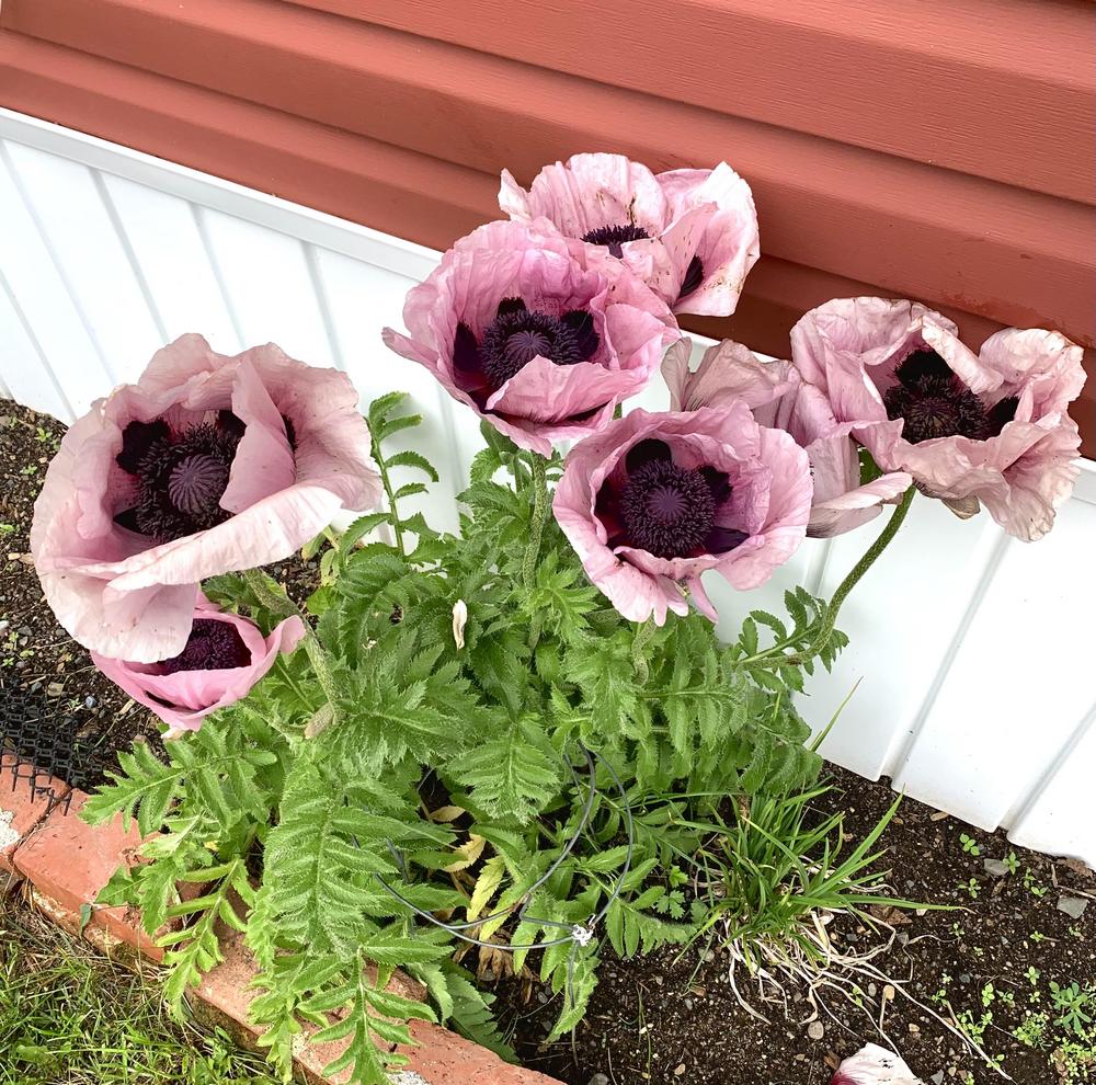 Photo of Oriental Poppy (Papaver orientale 'Princess Victoria Louise') uploaded by Summertime