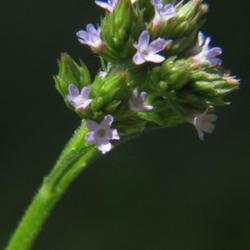 Location: Aberdeen, NC (S. Sycamore street)
Date: June 26, 2022
Brazilian Vervain #246; RAB p. 888, 162-1-3;  AG p. 401, 81-1-?, 