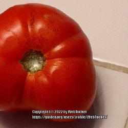 Location: Aberdeen, NC 
Date: June 23, 2022
Celebrity tomatoes #5vg, LHB p. 869, 178-2- "Greek for wolf peach