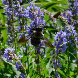Location: Eagle Bay, New York
Date: 2022-06-26
Violet Sage (Salvia 'Blauhugel') aka Blue Hill with bee