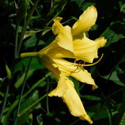 Location: Eagle Bay, New York
Date: 2022-06-26
Daylily (Hemerocallis 'Itsy Bitsy Spider') in profile