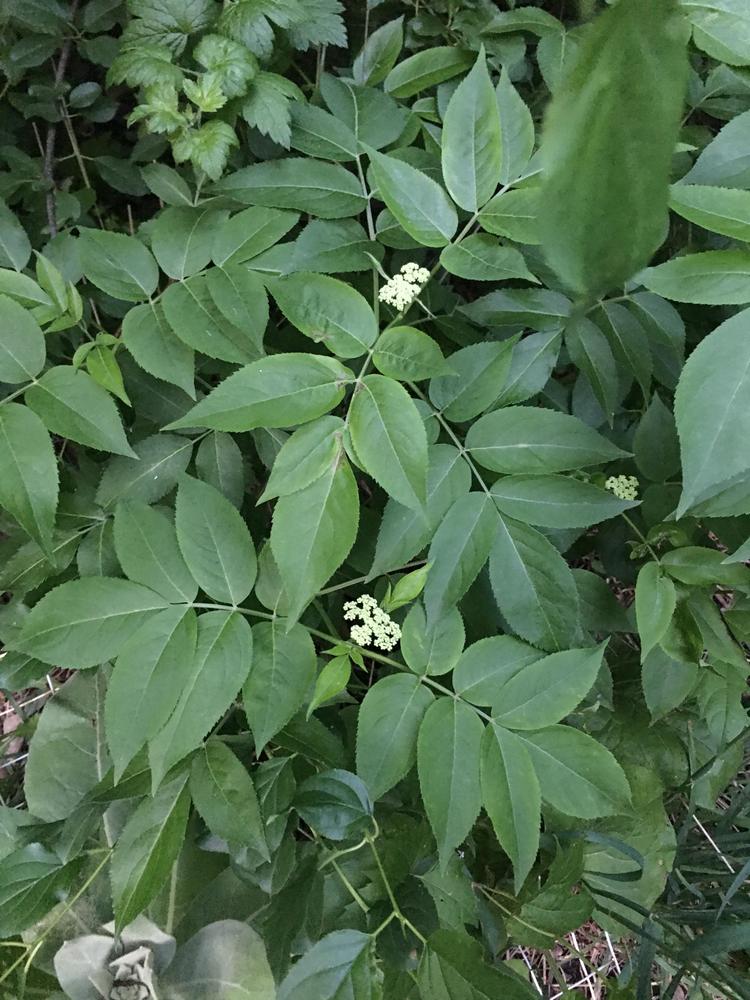 Photo of Elderberry (Sambucus nigra) uploaded by antsinmypants