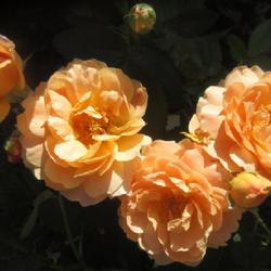 Location: Toronto, Ontario
Date: 2022-06-24
Rose (Rosa 'At Last') is quite fragrant.